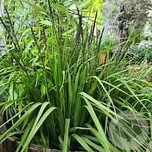 Molinia arund. 'Windspiel' GM P9 BIO