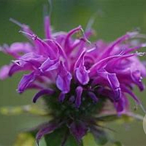 Monarda 'Prärienacht' GM P9 BIO