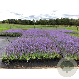 Nepeta faassenii Walkers low GM P9
