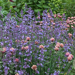 Nepeta 'Kit Cat' GM P9 BIO