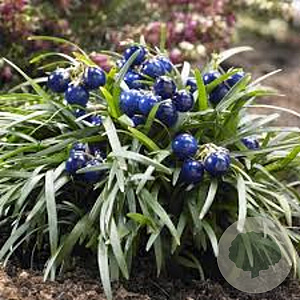 Ophiopogon jap. 'Minor' GM P9 BIO