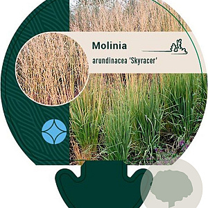 Molinia arund. 'Skyracer' GM P9