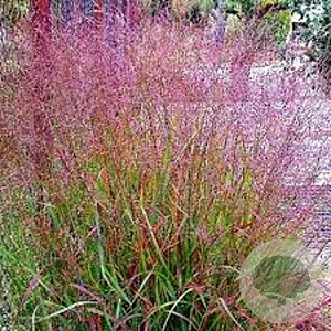 Panicum virgatum 'Kupferhirse' GM P9 BIO