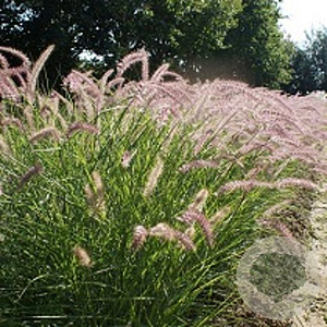 Pennisetum 'Karley Rose' GM P9 BIO