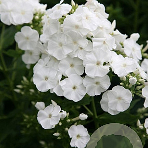 Phlox (P) 'Rembrandt' GM P9 BIO