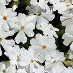 Phlox (S) 'White Delight' GM P9 BIO