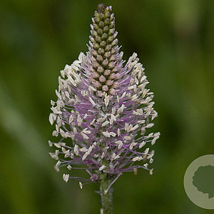 Plantago media GM P9 BIO