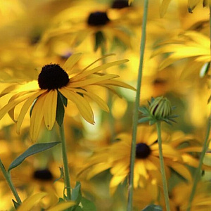 Rudbeckia f. 'Goldsturm' GM P9 BIO