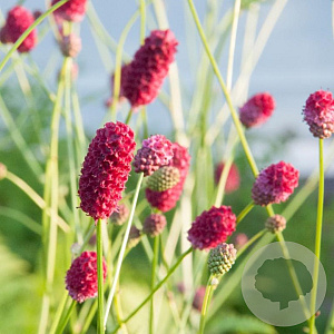 Sanguisorba officinalis GM P9 BIO