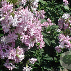 Saponaria officinalis 'Rosea Plena' GM P9 BIO