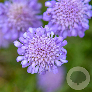 Scabiosa col. 'Butterfly Blue' GM P9 BIO