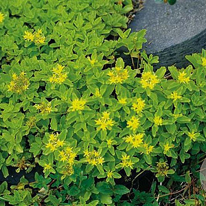 Sedum hybridum 'Immergrünchen' GM P9 BIO