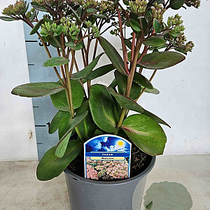 Sedum 'Matrona' GM P9 BIO