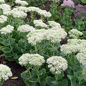 Sedum spectabile 'Stardust' GM P9 BIO