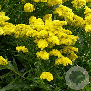 Solidago 'Golden Dwarf' GM P9 BIO
