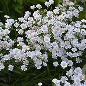 Aster ptarmicoides GM P9 BIO