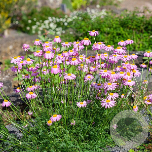 Tanacetum (C) 'Robinson's Rose' GM P9 BIO