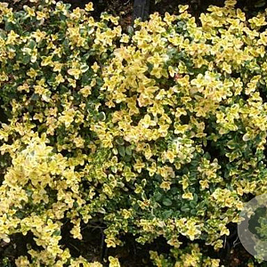 Thymus 'Doone Valley' GM P9 BIO
