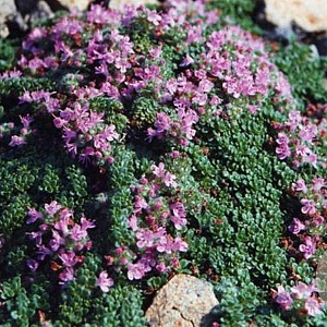 Thymus praecox 'Pseudolanuginosus' GM P9 BIO