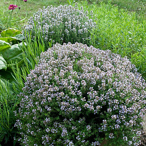 Thymus vulgaris GM P9 BIO