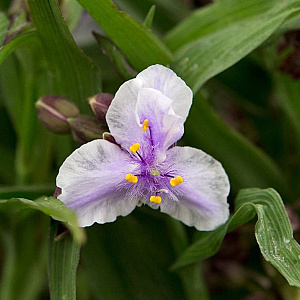 Tradescantia 'Bilberry Ice' GM P9 BIO