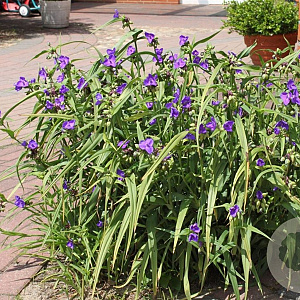 Tradescantia (A) 'Zwanenburg Blue' GM P9 BIO