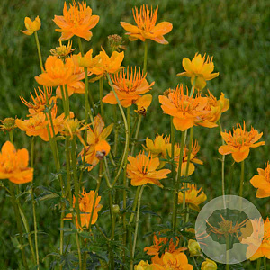 Trollius chinensis 'Golden Queen' GM P9 BIO