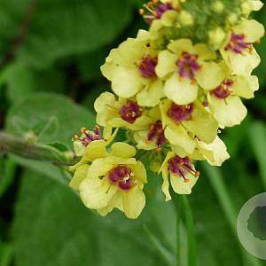 Verbascum nigrum GM P9 BIO