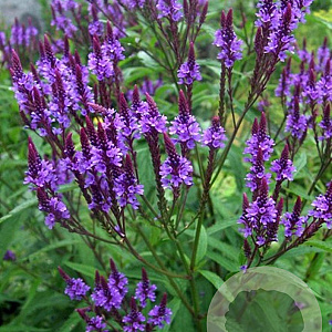 Verbena hastata GM P9 BIO