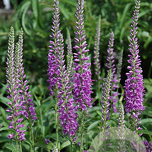 Veronica 'Eveline' GM P9 BIO