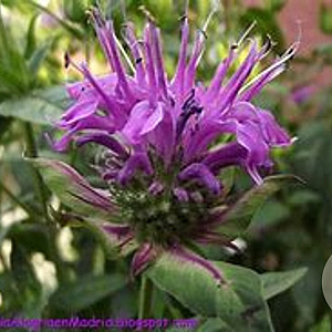 Monarda fistulosa menthifolia GM P9