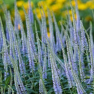 Veronicastrum virg. 'Lavendelturm' GM P9 BIO
