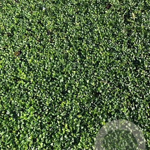 Vinca minor 'Gertrude Jekyll' 15-20 cm P9