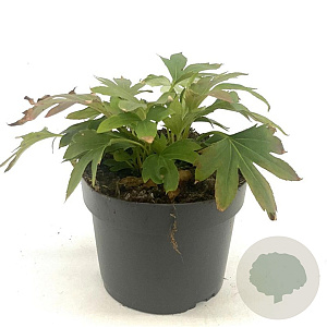 Mukdenia rossii 'Karasuba' GM 2,0L