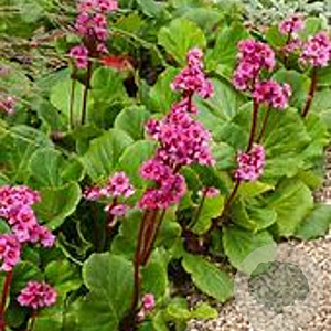 Bergenia cordifolia 'Rotblum' GM P9 BIO