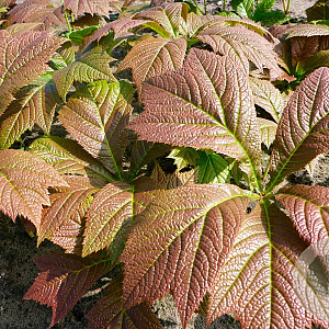 Rodgersia podophylla 'Braunlaub' GM P9 BIO