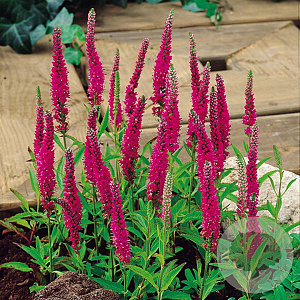 Veronica spicata 'Rotfuchs' GM P9 BIO