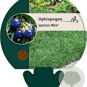 Ophiopogon jap. 'Minor' GM P9