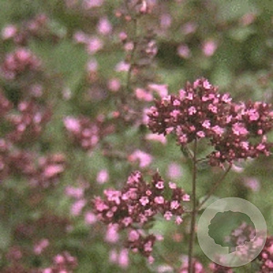 Origanum laevigatum 'Herrenhausen' GM P9