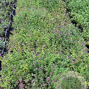 Origanum vulgare GM P9