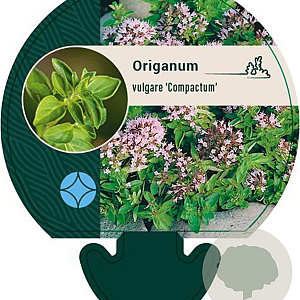 Origanum vulg. 'Compactum' GM P9