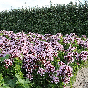 Origanum vulg. 'Compactum' GM P9