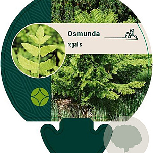 Osmunda regalis GM P9