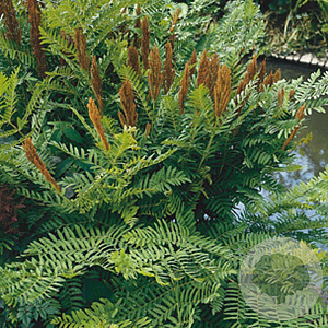 Osmunda regalis GM P9