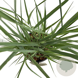 Panicum virgatum 'Heavy Metal' 60-80 cm 4,0L