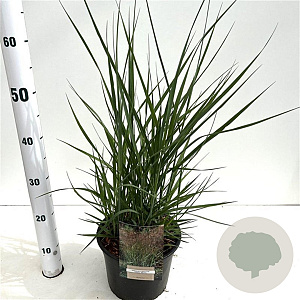 Panicum virgatum 'Heavy Metal' 60-80 cm 4,0L