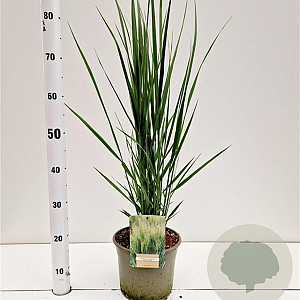 Panicum virgatum 'Northwind' 60-80 cm 4,0L