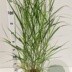 Panicum virgatum 'Squaw' 60-80 cm 4,0L