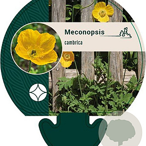 Meconopsis cambrica GM P9