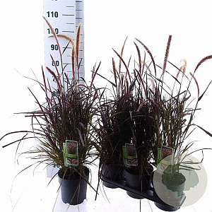 Pennisetum advena 'Rubrum' 25-30 cm 3,0L